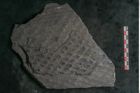 Foto (Detailansicht) von Lepidodendron veltheimiamum Sternbg. (NHMW-GEO-2024-0188-11033)